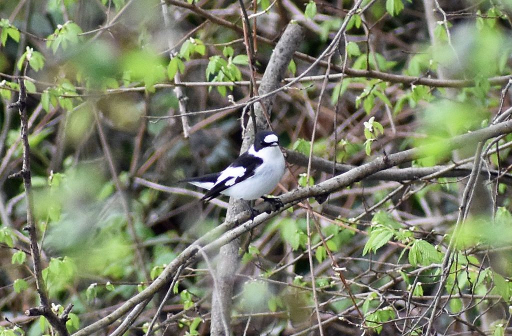 Balia dal collare (Ficedula albicollis)